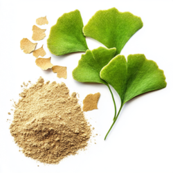 Ginkgo Biloba Extract